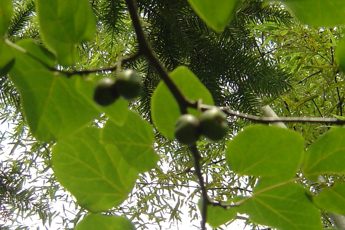 保護區國家一二級保護植物簡介